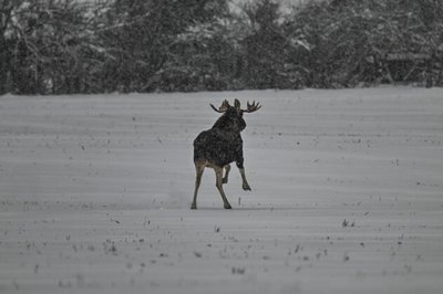 Põlvamaal kohatud sarvedega põder.