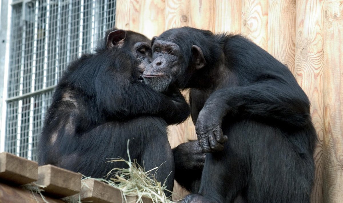 Šimpansid loomaaias