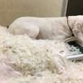 Gumpy lugu | 8 korda adopteeritud koer põgeneb uuest kodust iga kord, et varjupaika tagasi pöörduda