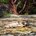 Maailm leinab: jahimees tappis Kanada väikesaare üksiku staarhundi