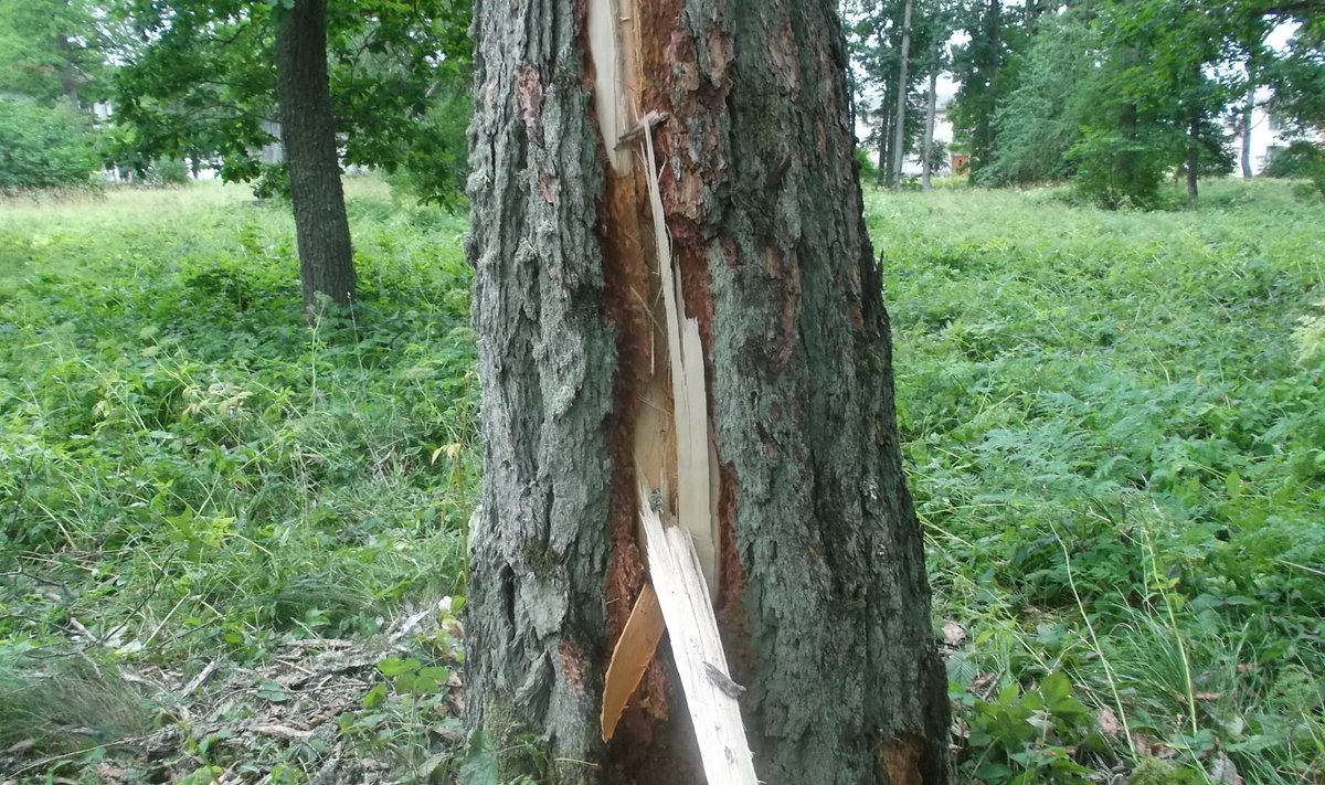 Nädalapäevad tagasi tabas välk mitmeid puid Simuna mõisapargis