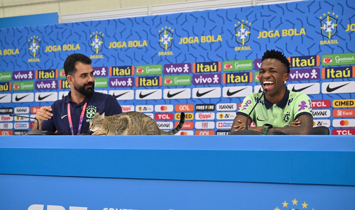 Кошка забралась на стол во время пресс-конференции сборной Бразилии