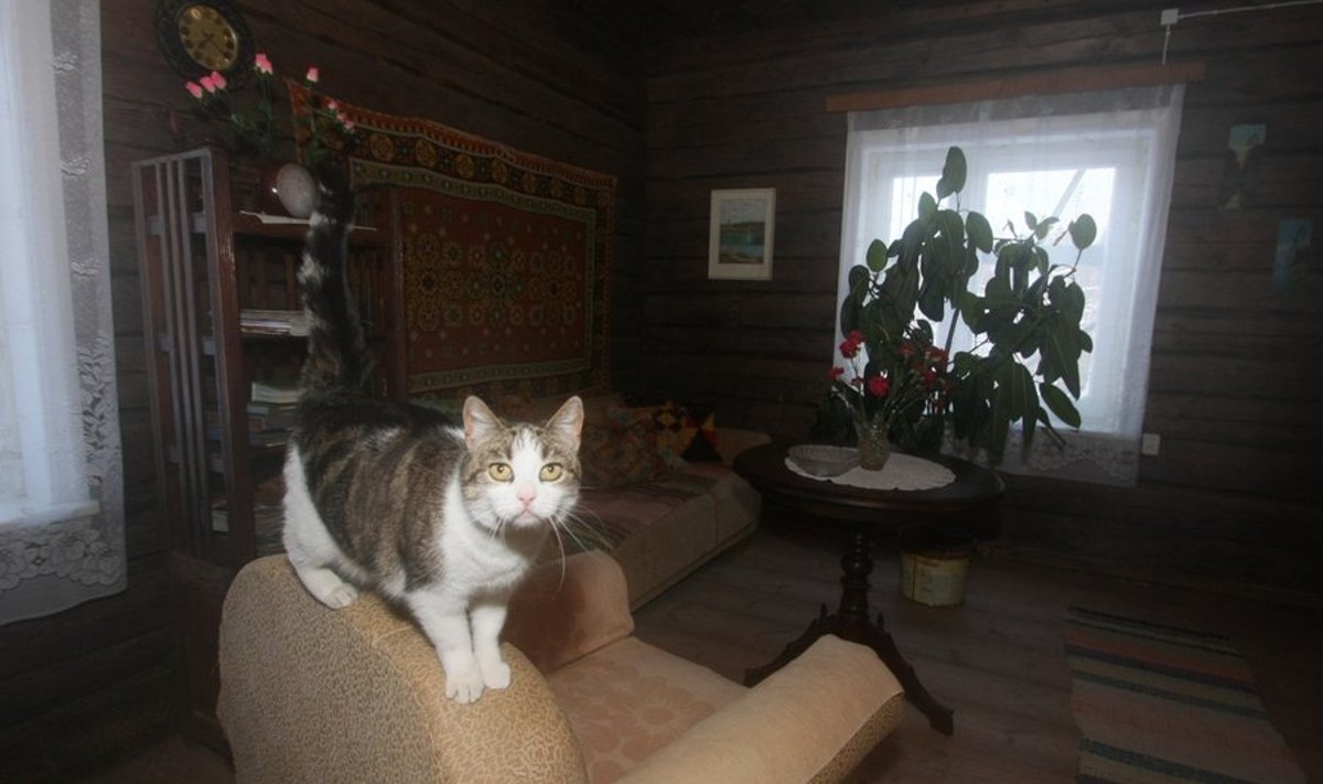 Tiit Vähi lapsepõlvekodus võttis fotograafi vastu ka kass. Majaperenaiseks on aga Tiit Vähi 93-aastane tädi.