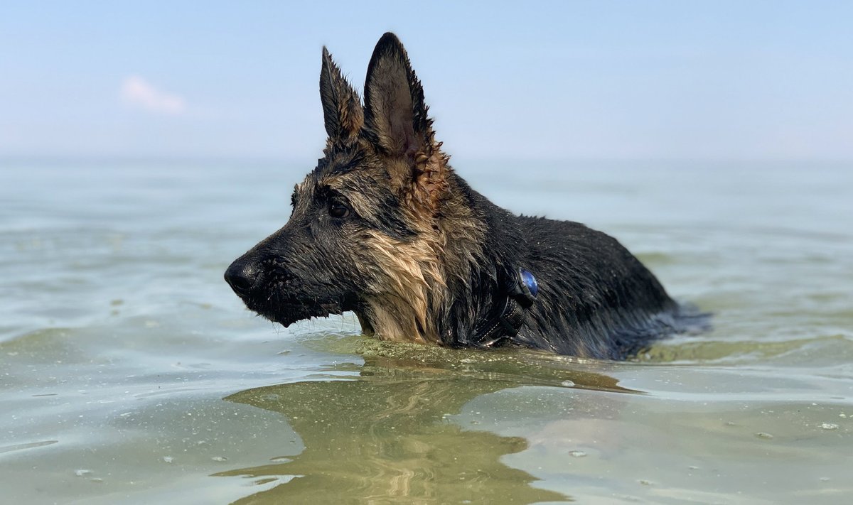 Seda koera veest eemale hoida on keeruline – ta on tõeline veekoer.