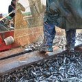 Keskkonnakomisjon: Kihnu räimepüügikvoodist peavad osa saama vaid kohalikud kalurid