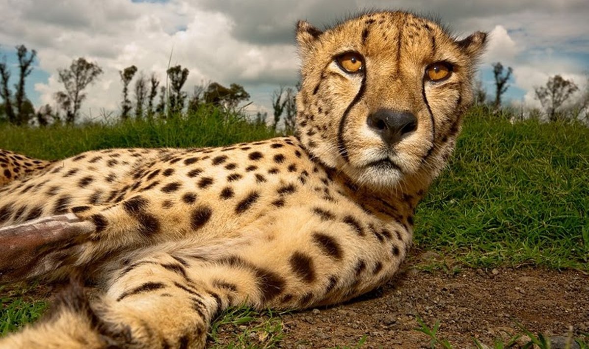 Hinnanguliselt elab kogu maailmas praegu veel 9000 – 12 000 gepardit.