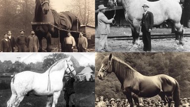 Правда ли, что на этих фото показана самая большая лошадь в истории?