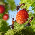 Kuidas sipelgatest edukalt lahti saada?