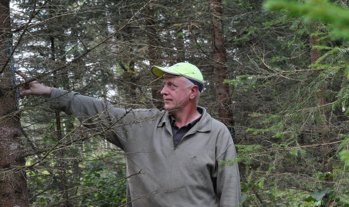 Raivo Karpender näitab oma metsas uluki-kahjustusi. Põtrade näritud puid ei pea pikalt otsima, neid jagub.