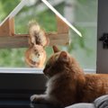 Murelik majaomanik: kuidas aias ringi lippavaid oravaid kasside eest kaitsta?