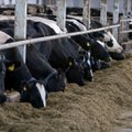 Piimatoodete tootmine suurenes, müügitulu langes