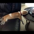 Humoorikas VIDEO: Koerad, kes on liiga väsinud, et uue nädala raskustega toime tulla