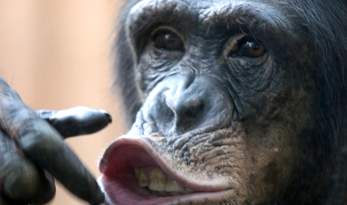 Šimpansid loomaaias