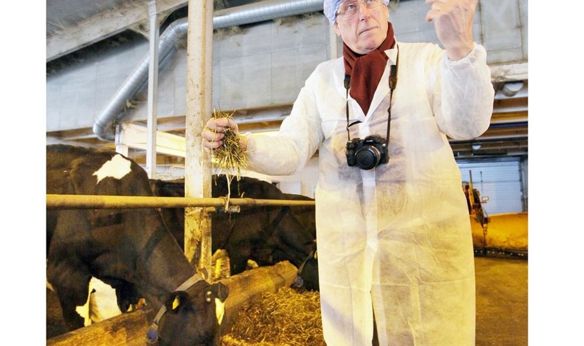 Nottinghami ülikooli professor John Mike Wilkinson näitab, kuidas hinnata sööda konsistentsi. Lehmade ninaesist uurides pigistab ta silo peos      kokku ja veendub sõrmi avades, 	et see vajub peo peale laiali täpselt nii, nagu hea silo seda tegema peab.