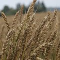 Põllumehed toetavad Toidupanka 5 tonni nisujahu ja 675 pudeli rapsiõliga