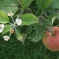 Lugeja küsib: mida teha suvelõpus õitsevate õunapuudega?