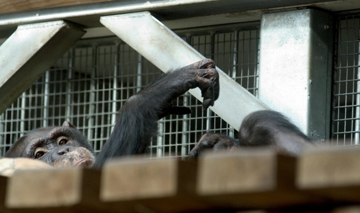 Šimpans loomaaias