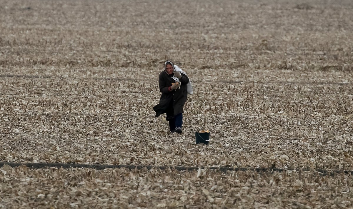 Vana naine korjab Ukrainas Krupetsi külas põllult maisitõlvikuid.  