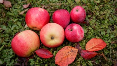 9 võimalust haigusi õunaga eemal hoida ehk miks on õunte söömine nii kasulik 