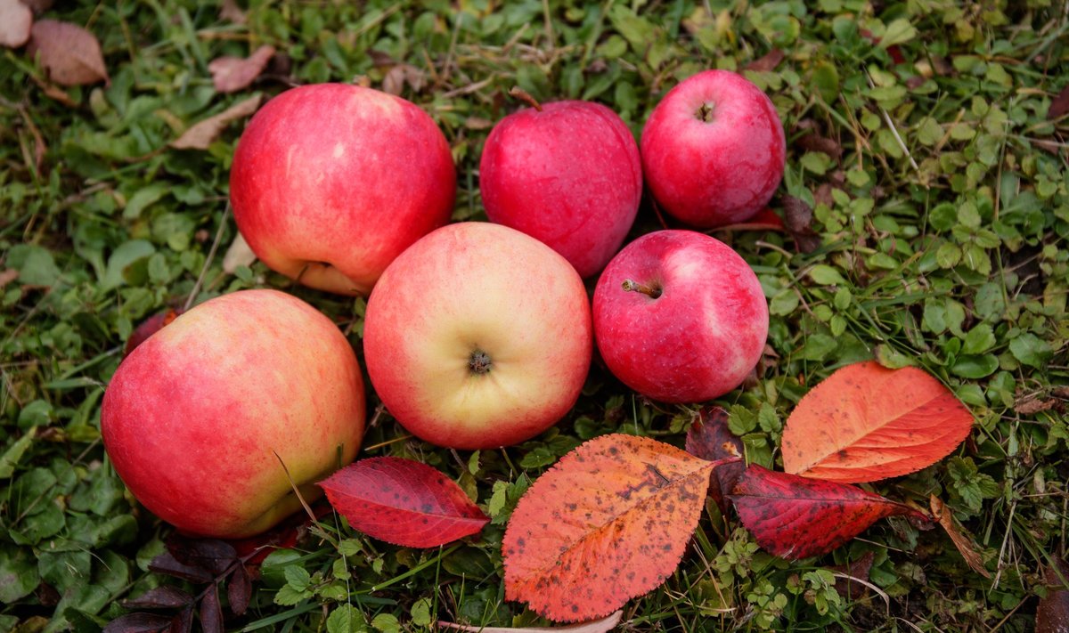 Kõige kasulikumad on oma aias kemikaalideta kasvatatud õunad.