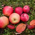 9 võimalust haigusi õunaga eemal hoida ehk miks on õunte söömine nii kasulik 