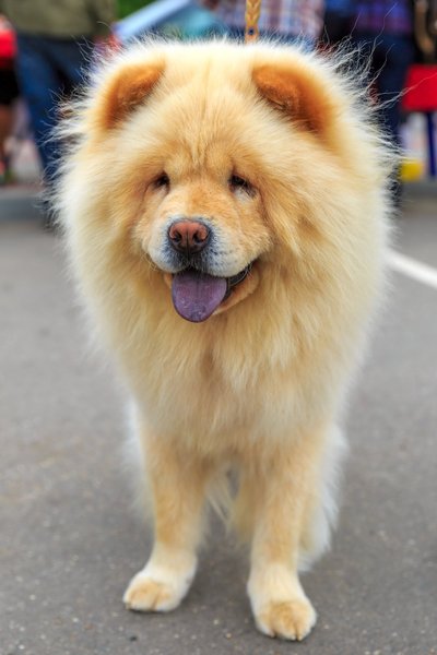 Chow chow