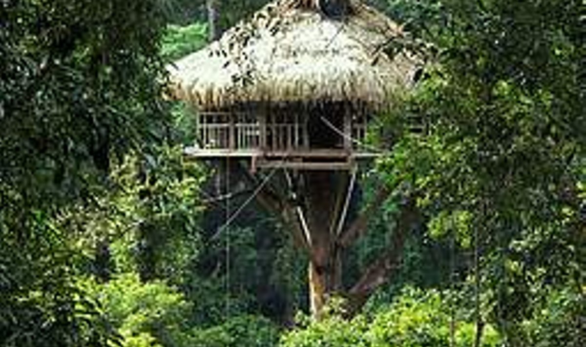 Onnike nr 5: Bokeo kaitseala vihmametsa on rajatud kuus muinasjutulist külalistemaja. Reeli Hallik