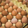 ТАБЛИЦА | Обзор цен на продукты: яйца сейчас можно купить дешевле