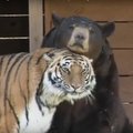 VIDEO: 15 aastat uskumatut sõprust! Karu, tiiger ja lõvi elavad koos nagu üks pere