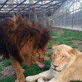Armastus, mis päästis elu! Lõvi oli surmasuus, kuid kaaslase leidmine andis tema elule uue mõtte