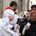 ФОТО и ВИДЕО | Боже, благослови собачек! Зачем сотни испанцев пришли в церковь со своими питомцами?