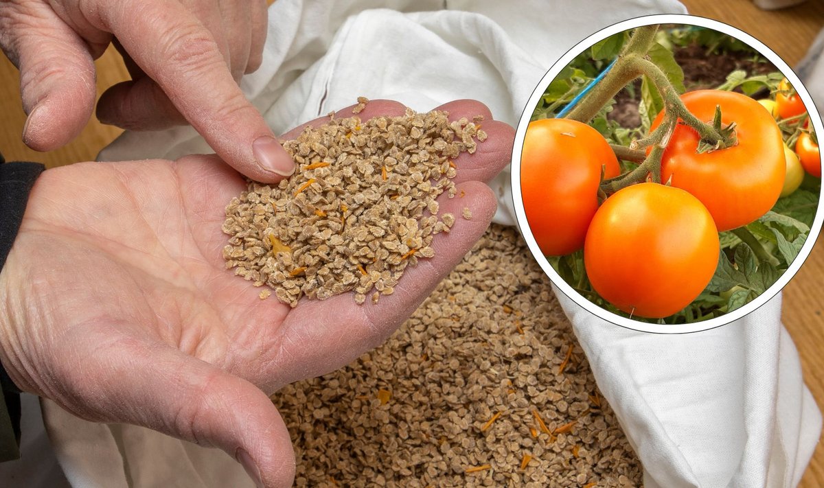 Uue oranživiljalise tomati „Siive“ seemnevaru. Need seemned on veel puhastamata ja sisaldavad prahti, mis sinna ei kuulu. Kõik ebavajalik tuleb seemnetest käsitsi välja noppida. 
