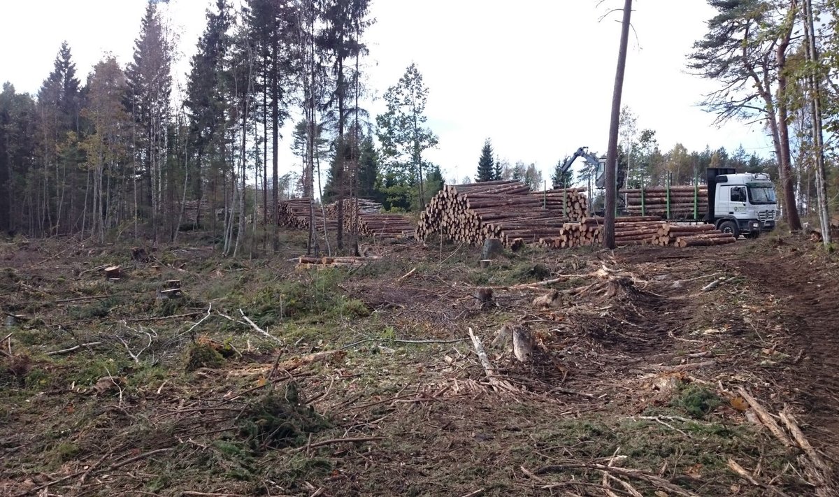 Kui lähemal aastatel kuusikuid ei raiutaks, läheks suur hulk praegu veel väärt puitu lihtsalt raisku.