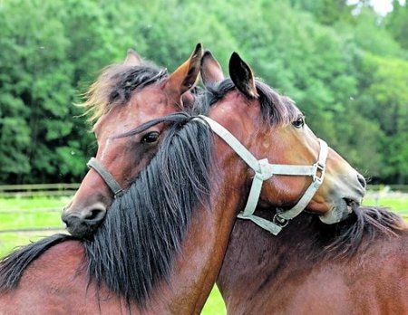Hobusedki armastavad üksteise lähedust.