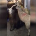 KURIOOSUM | Innukas lambakoerakutsikas otsustas terve lambakarja otse omaniku kööki juhatada