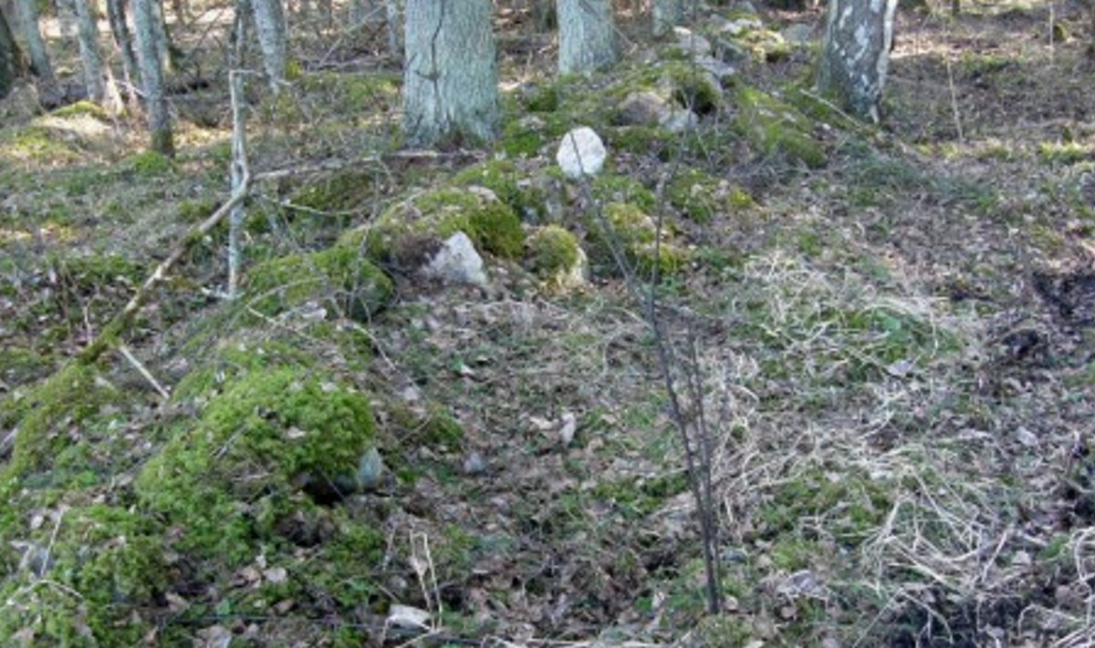 Tänini säilinud kiviaiad metsas on pärandkultuuri osa ning nende säilitamise ja eksponeerimise eest makstakse metsaomanikule ka toetust.