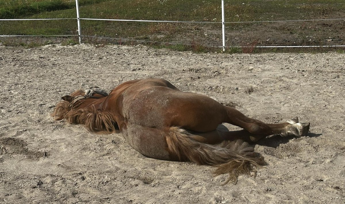 Rudolfi keha andis võitlusele alla