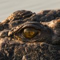 Hammustas vastu! Austraalia talunik elas krokodillirünnaku üle erakordsel moel