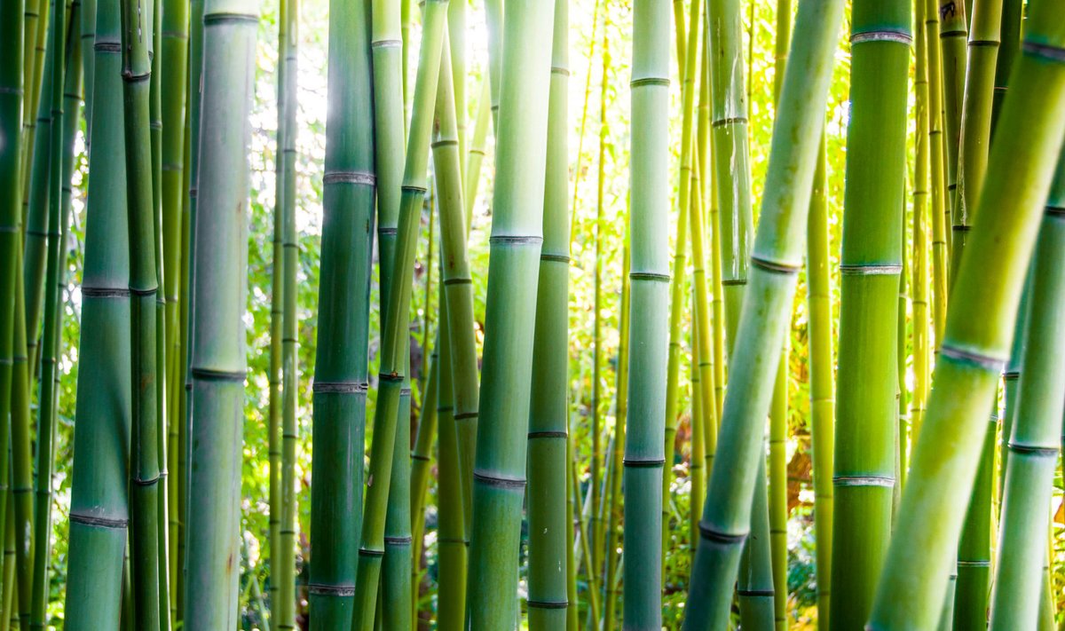 Bambus on üks võimalikest looduslikest materjalidest, millest rootapeeti valmistatakse.