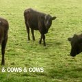 VIDEO: Tantsivaid lehmi on vaadatud ligi 30 miljonit korda