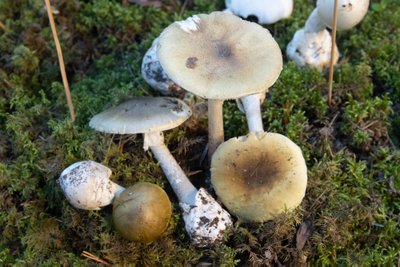 На грибной выставке зеленые мухоморы лежат рядом лесными шампиньонами. По виду эти грибы немного похожи, но это только по виду - мухоморы смертельно опасны.