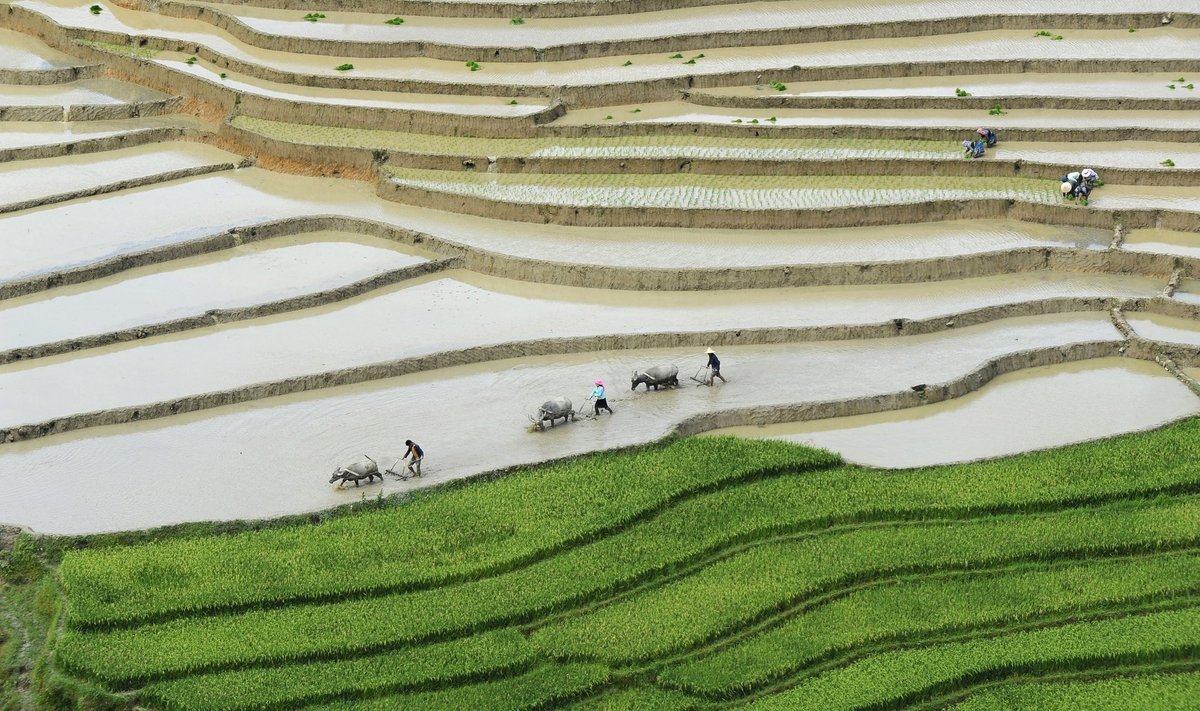 riisipõld vietnamis