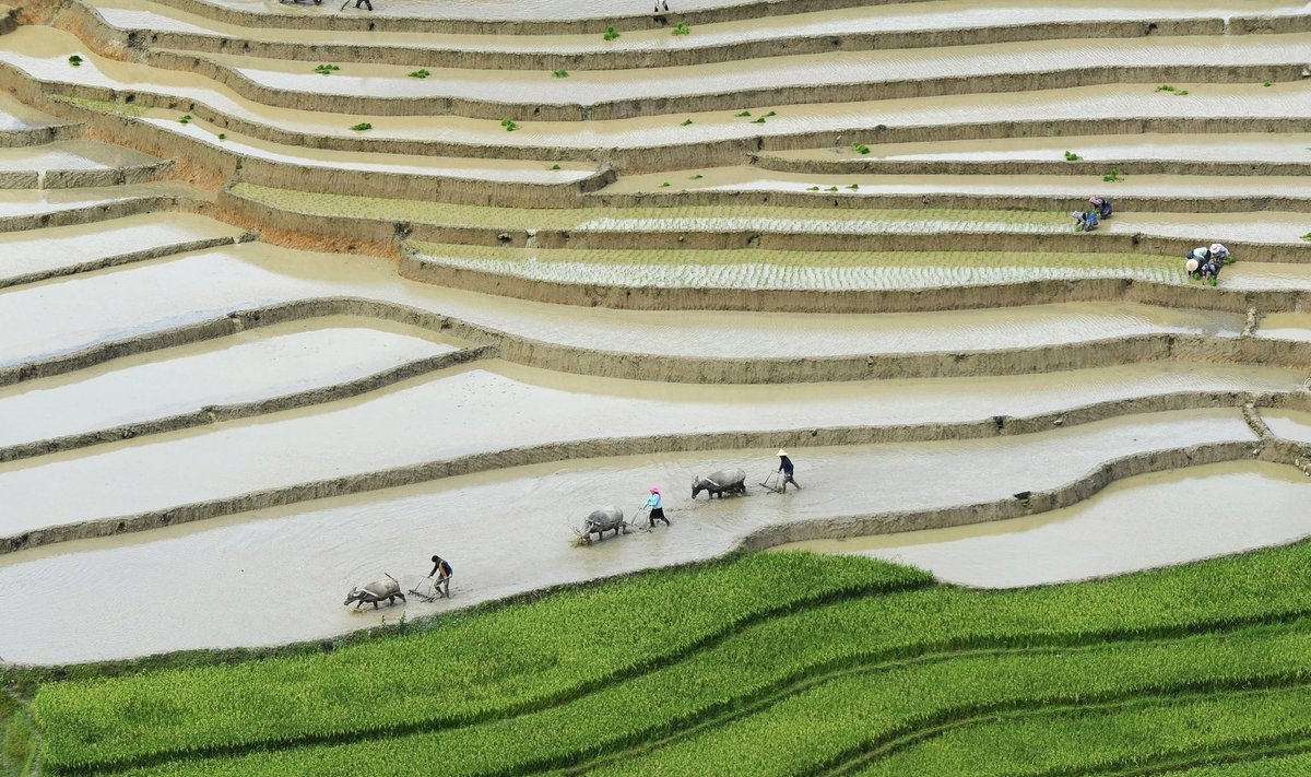 Riisipõld Vietnamis