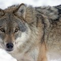 Keskkonnaamet plaanib Põlvamaal 40 lammast murdnud huntide küttimiseks väljastada kolm luba