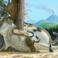 FOTOD | Fossiil näitab imetajat ründamas dinosaurust