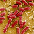 Saksa tervishoiuminister: kolibakteri juhtumid vähenevad