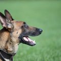 Teadlased: ära valeta koera kuuldes, ta taipab seda!