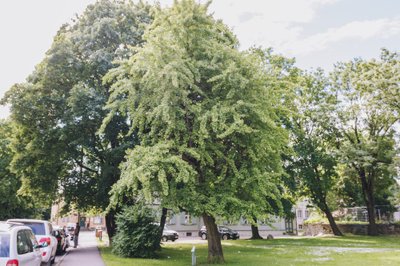 TAKISTAS OOPERIMAJA EHITAMIST: Looduskaitse all olev hõlmikpuu Süda tänava ja Pärnu maantee nurgal.