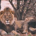 Nastja hindab Lõvisid: vaata, millised on tähtkuju tugevad ja nõrgad omadused