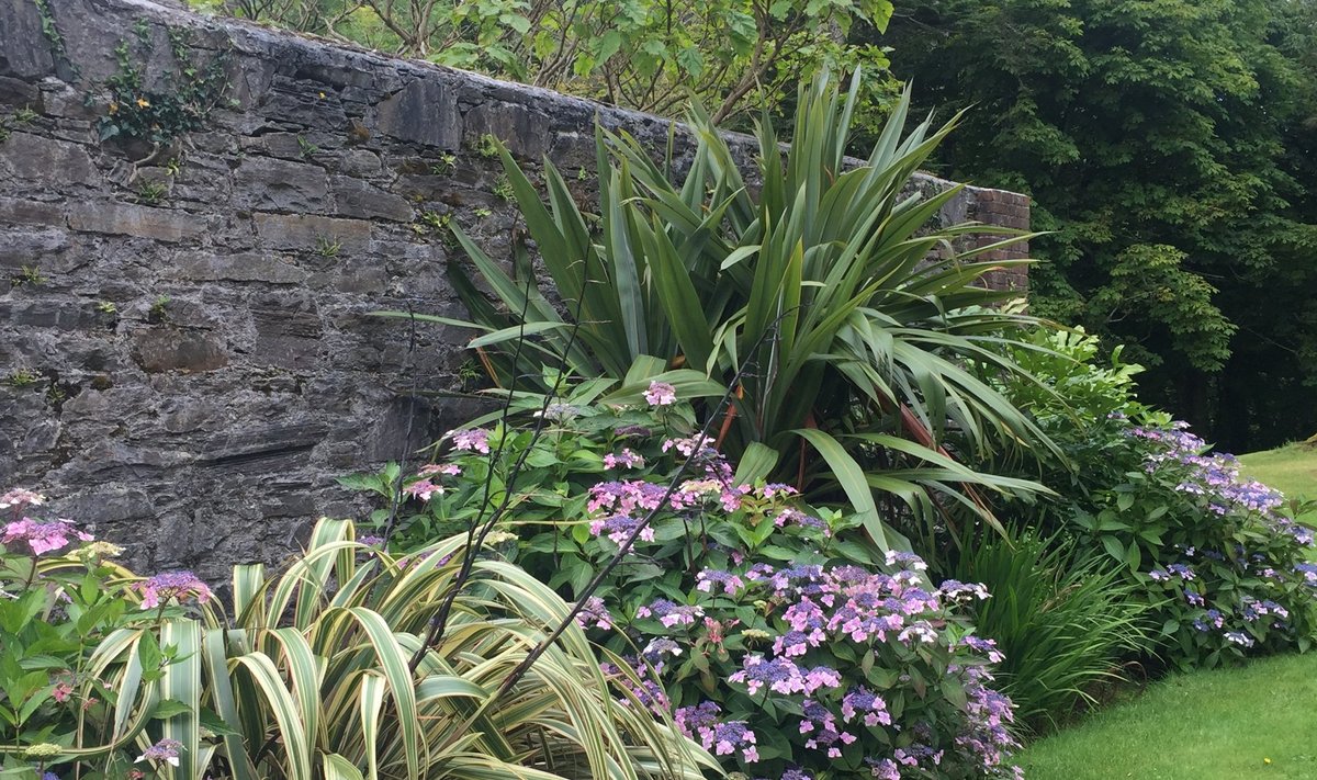 Kylmore Abbey aias ilmestavad uhked linaliiliad ja hortensiad kõrget ja monotoonsena mõjuvat kivimüüri.